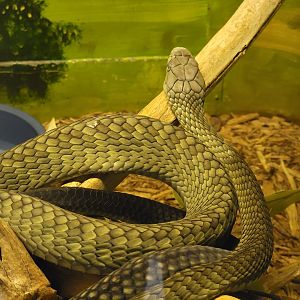 Kentucky Reptile Zoo - Jameson's mamba
