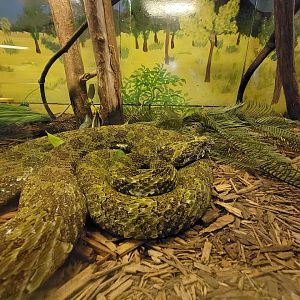 Kentucky Reptile Zoo - Mangshan mountain viper