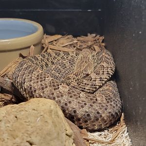Kentucky Reptile Zoo - Hog-nosed viper