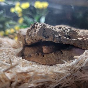 Kentucky Reptile Zoo - Hump-nosed viper