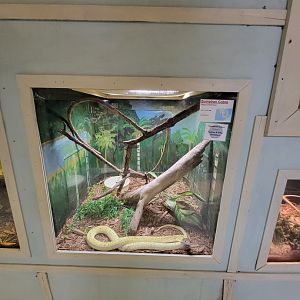 Kentucky Reptile Zoo - Sumatran cobra