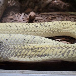Kentucky Reptile Zoo - Sumatran cobra