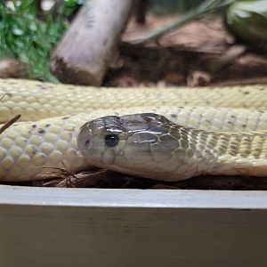Kentucky Reptile Zoo - Sumatran cobra