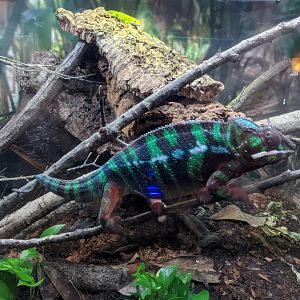Madagascar area - panther chameleon