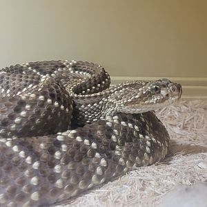 Kentucky Reptile Zoo - South American rattlesnake