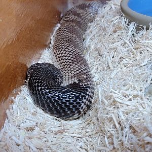 Kentucky Reptile Zoo - Shield-nosed cobra