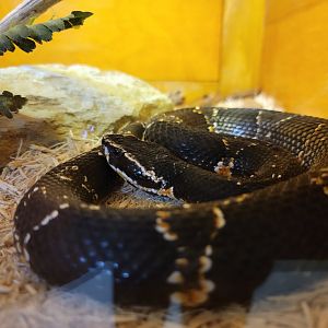 Kentucky Reptile Zoo - Taylor's cantil