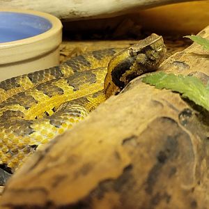 Kentucky Reptile Zoo - Princess habu