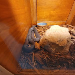 Kentucky Reptile Zoo - Small-scaled burrowing asp