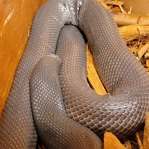 Kentucky Reptile Zoo - Small-scaled burrowing asp