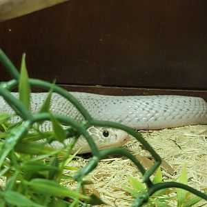 Kentucky Reptile Zoo - Javan spitting cobra