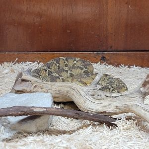 Kentucky Reptile Zoo - Egyptian saw-scaled viper