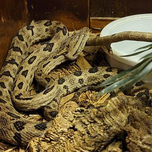 Kentucky Reptile Zoo - Tokara habu