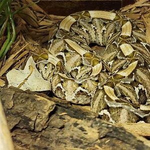 Kentucky Reptile Zoo - West African gaboon viper