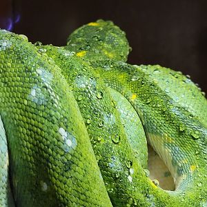 Kentucky Reptile Zoo - Green tree python