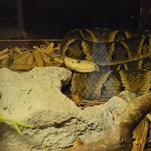 Kentucky Reptile Zoo - Brazilian lancehead