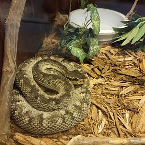 Kentucky Reptile Zoo - Saint Lucian lancehead