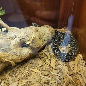 Kentucky Reptile Zoo - Urutu