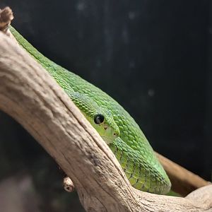 Kentucky Reptile Zoo - White-lipped tree viper