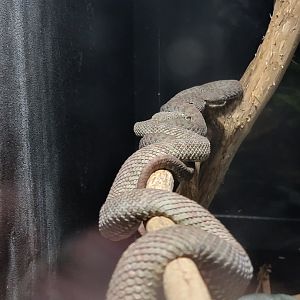 Kentucky Reptile Zoo - Beautiful pit viper