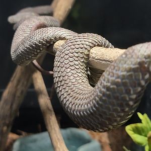 Kentucky Reptile Zoo - Beautiful pit viper