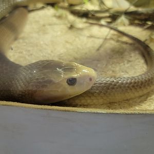 Kentucky Reptile Zoo - Coastal taipan