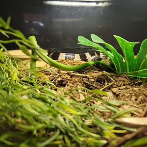 Kentucky Reptile Zoo - Banded krait