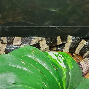 Kentucky Reptile Zoo - Banded krait