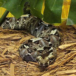 Kentucky Reptile Zoo - Rhinoceros viper