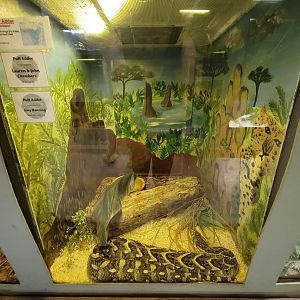 Kentucky Reptile Zoo - Puff adder