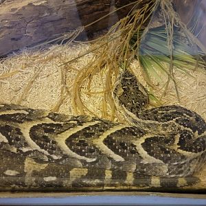 Kentucky Reptile Zoo - Puff adder
