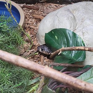 Kentucky Reptile Zoo - Banded cobra