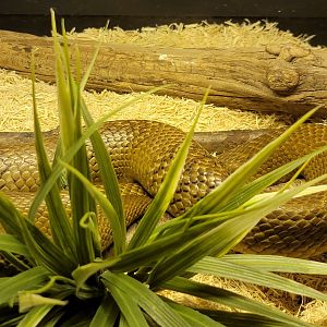 Kentucky Reptile Zoo - Inland taipan