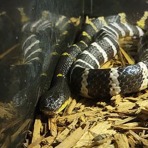 Kentucky Reptile Zoo - Many-banded krait