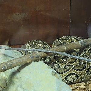 Kentucky Reptile Zoo - Russell's viper