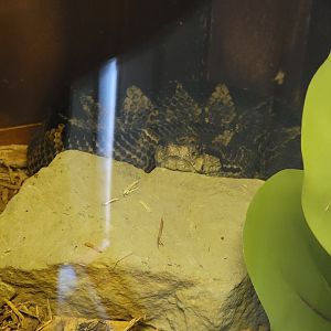 Kentucky Reptile Zoo - Jumping viper