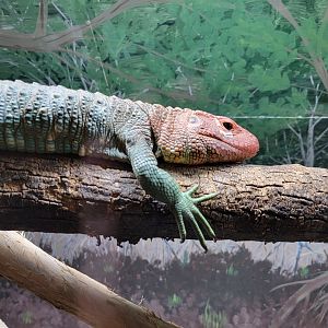 Kentucky Reptile Zoo - Caiman lizard