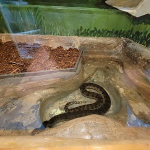 Kentucky Reptile Zoo - Green anaconda