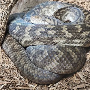 Kentucky Reptile Zoo - Scrub python