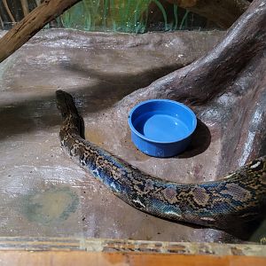 Kentucky Reptile Zoo - Reticulated python