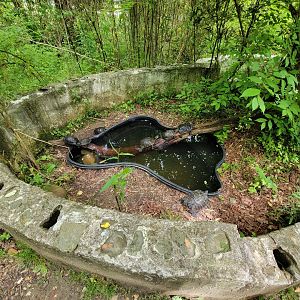 Kentucky Reptile Zoo - Yellow bellied slider, red eared slider