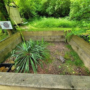 Kentucky Reptile Zoo - Marginated tortoise
