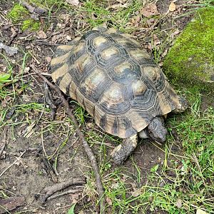 Kentucky Reptile Zoo - Marginated tortoise