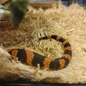 Kentucky Reptile Zoo - Eastern hognose