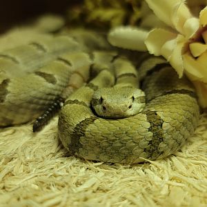 Kentucky Reptile Zoo - Tamaulipan rock rattlesnake