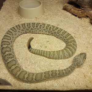Kentucky Reptile Zoo - Prairie rattlesnake