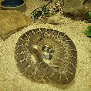 Kentucky Reptile Zoo - Red diamondback