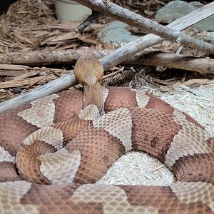 Kentucky Reptile Zoo - Western copperhead