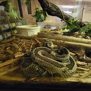 Kentucky Reptile Zoo - Timber rattlesnake