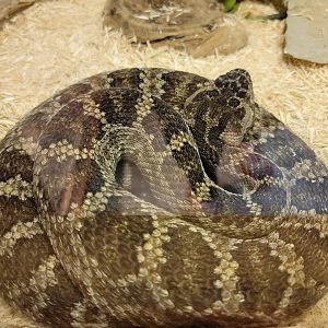 Kentucky Reptile Zoo - Southern pacific rattlesnake
